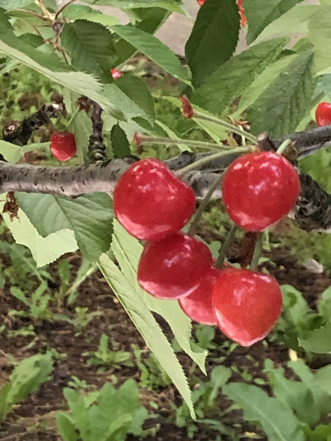 🍒⚠️期間限定【祝✨新規出品特別価格】🍒【特秀】【佐藤錦】【L