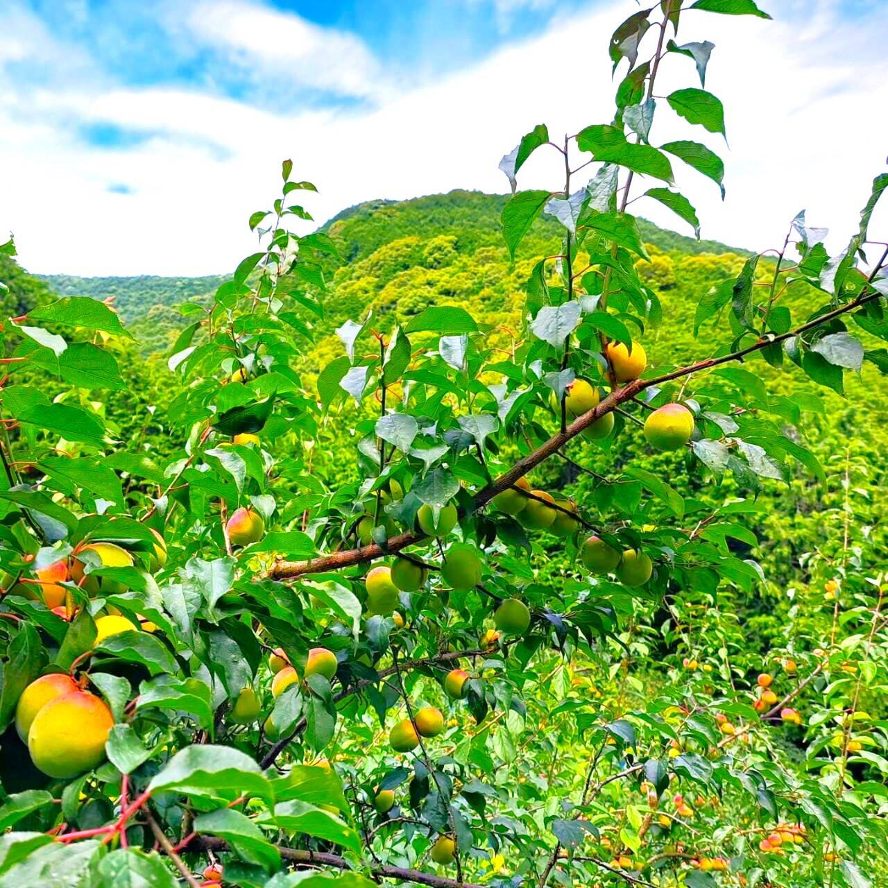 訳あり】梅シロップや梅酒に！ 和歌山県みなべ町産『南高梅』青梅３kg