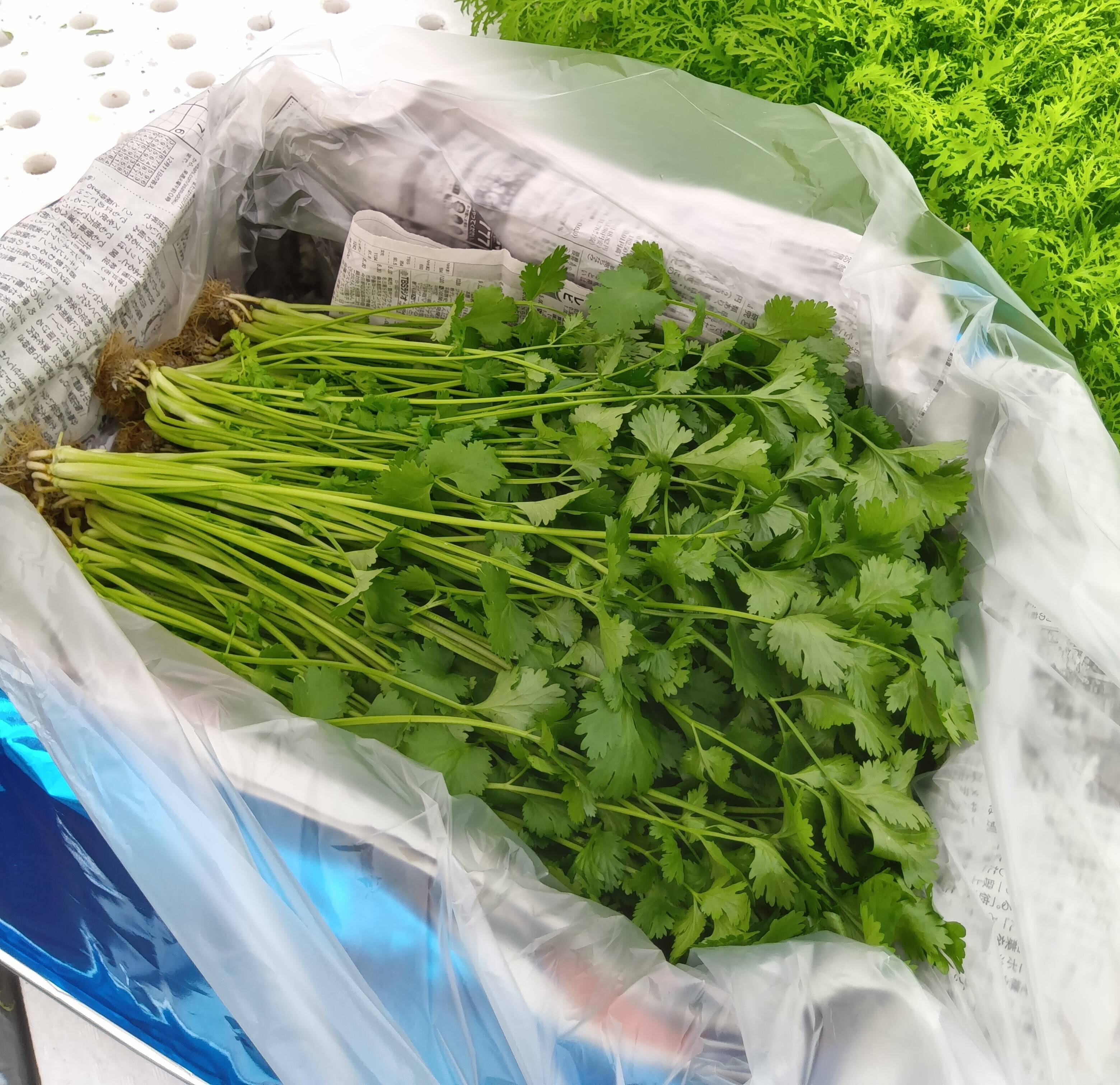 農薬不使用　空芯菜　4キロ　パクチー2kg 水耕栽培の朝獲りさわやかパクチー 2kg〈配送不可地域あり〉：埼玉県産