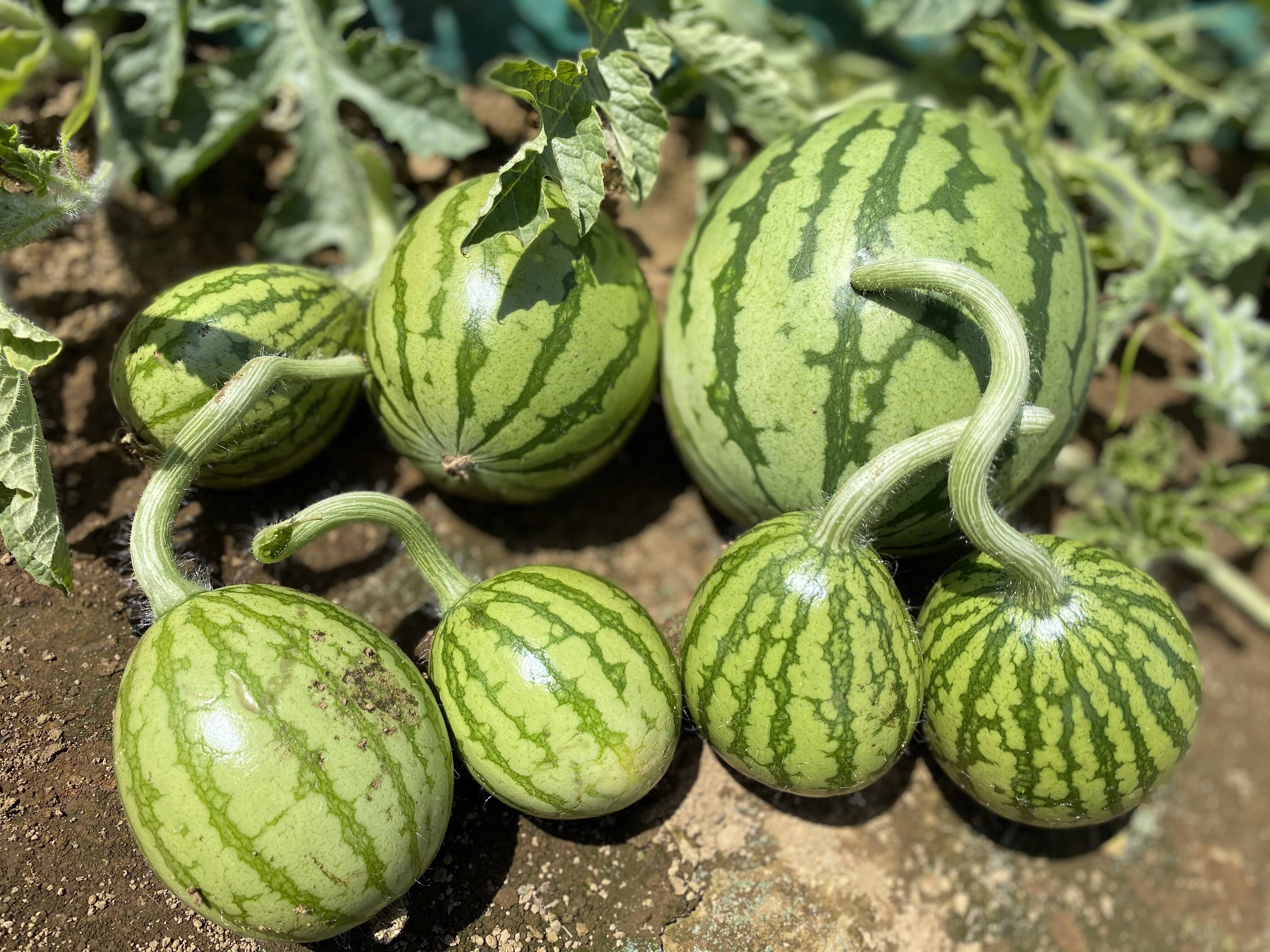 販売終了 期間限定 スイカ の赤ちゃん 摘果スイカ 1 5 2kg 千葉県産の野菜 食べチョク 産地直送 産直 お取り寄せ通販 農家 漁師から旬の食材を直送