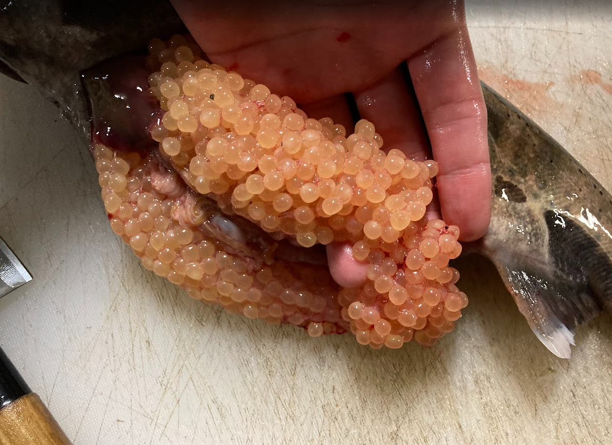 金色のいくら入り！サクラマスを丸々一尾お届け！【冷蔵便でお届け