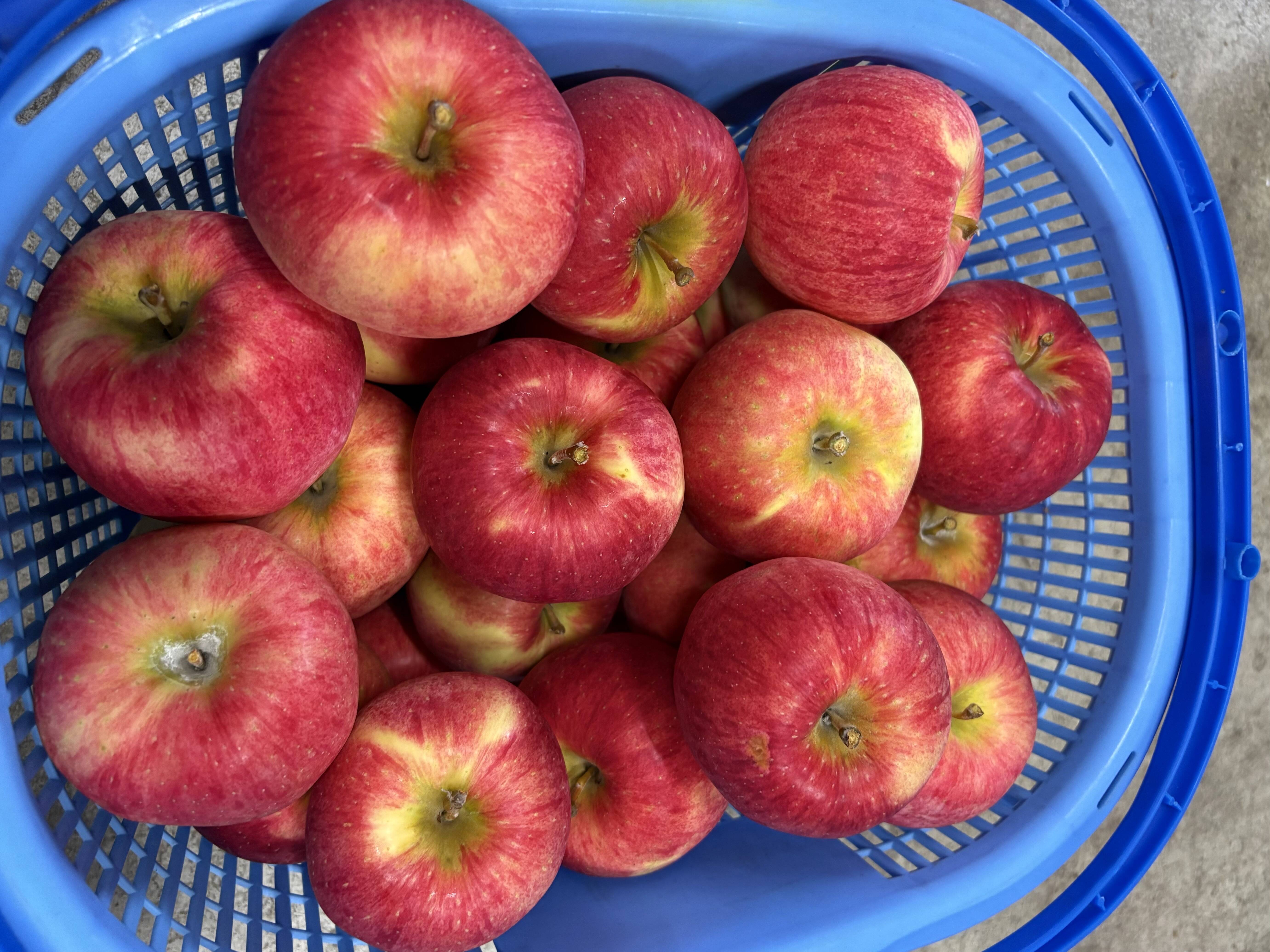 もぎたて🍎未希ライフ：青森県産の未希ライフ｜食べチョク｜産地直送