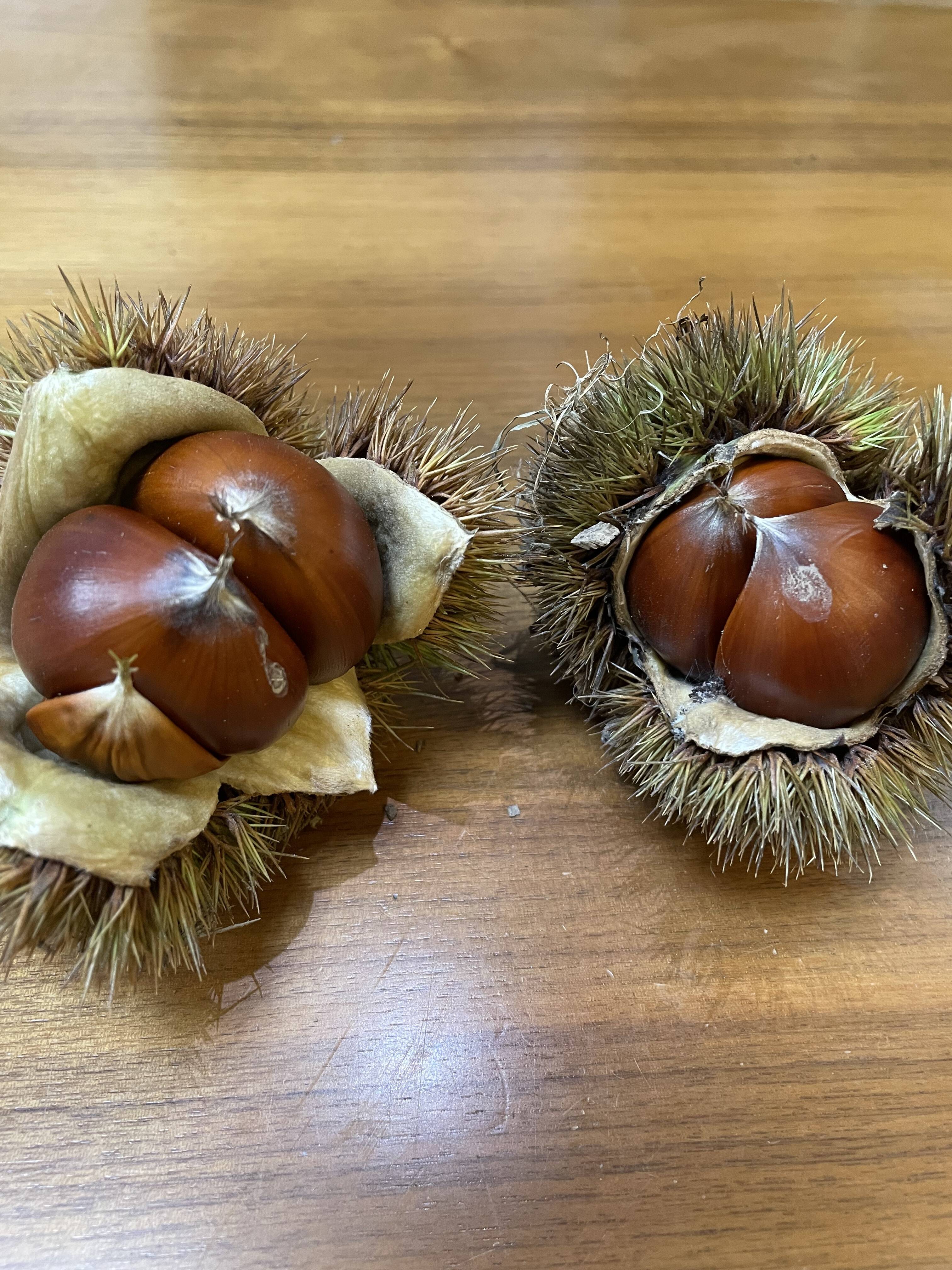 くまもと県阿蘇産 栗 サイズ大（2キロ）：熊本県産のその他栗