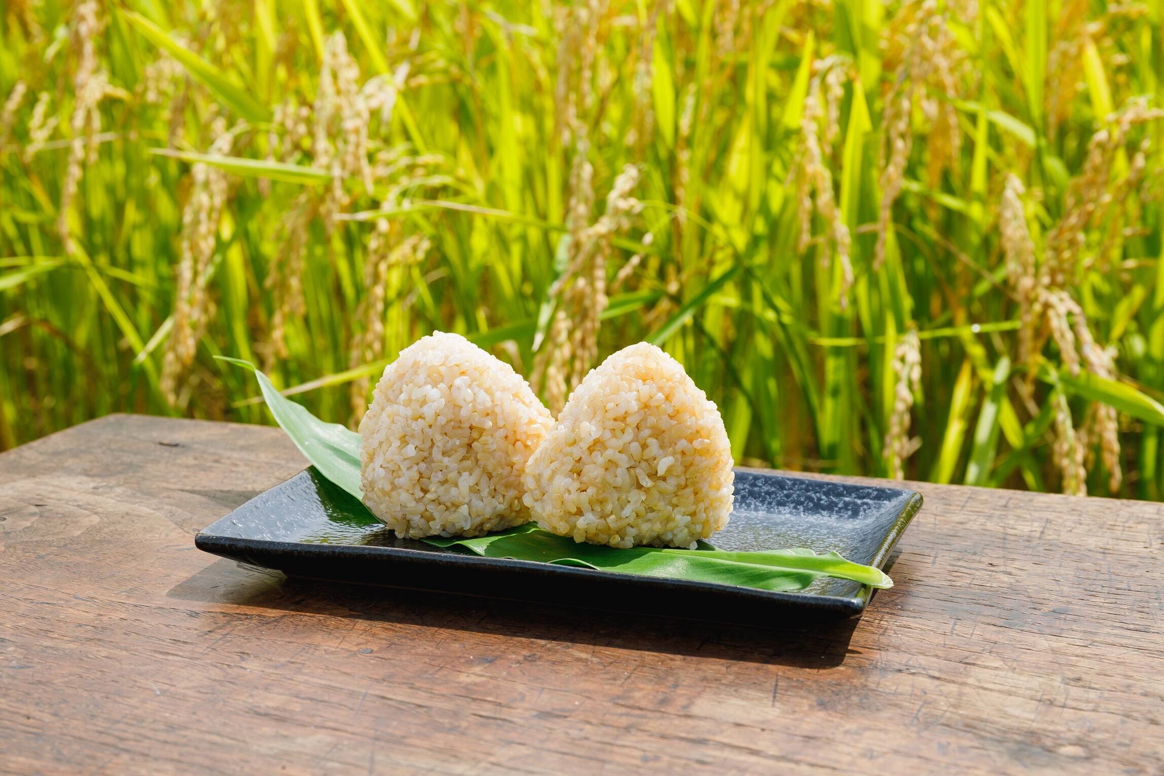 令和7年】特別栽培米ミルキークイーン 玄米5kg：山形県産のお米｜食べ