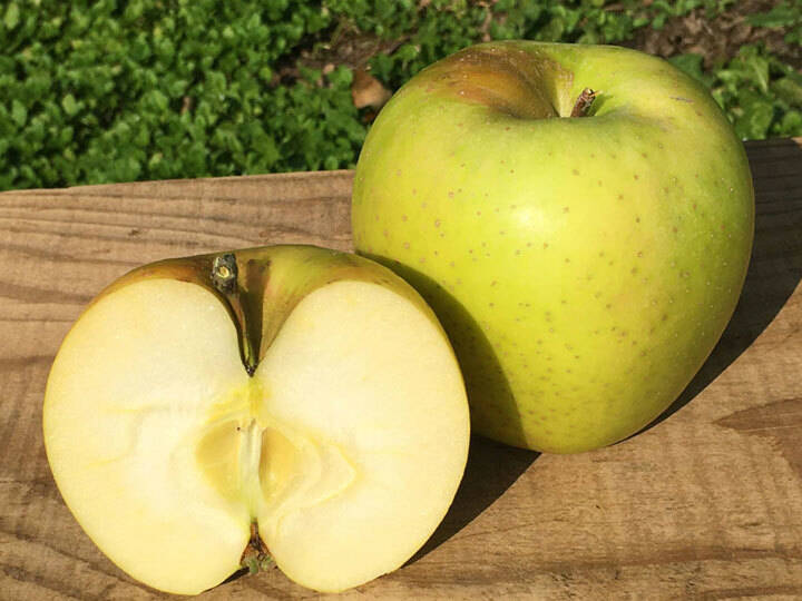 家庭用】王林 約2.5kg 6-14玉 昔ながらの定番青りんご 11月上旬