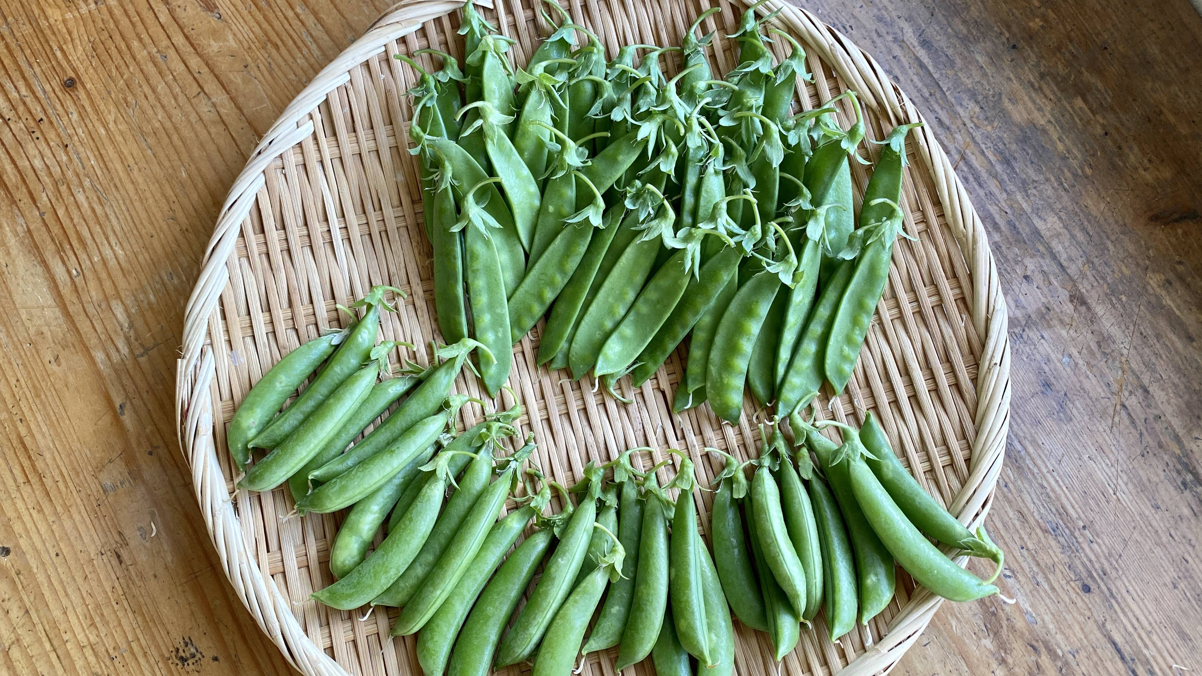 【自然栽培🍀朝採り絹さや150g＆スナップエンドウ300g】自家採種10年以上・脇役じゃ勿体無い！メインディッシュで召し上がれ🎶