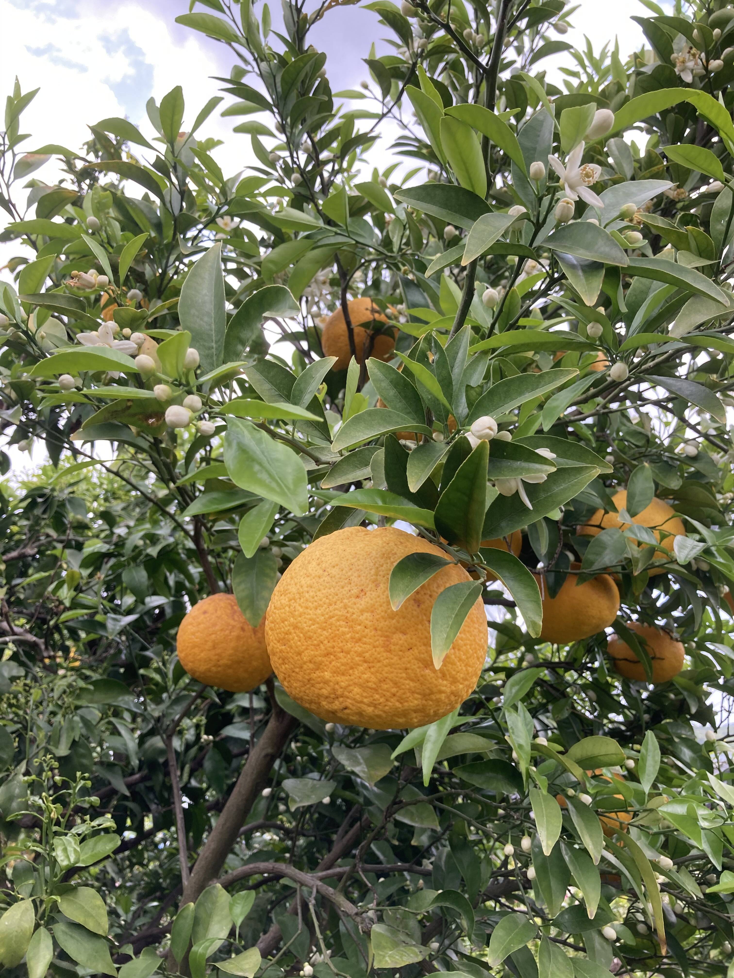 楽天市場】【送料無料】訳あり 甘夏 4kg 農薬不使用 広島県産 健