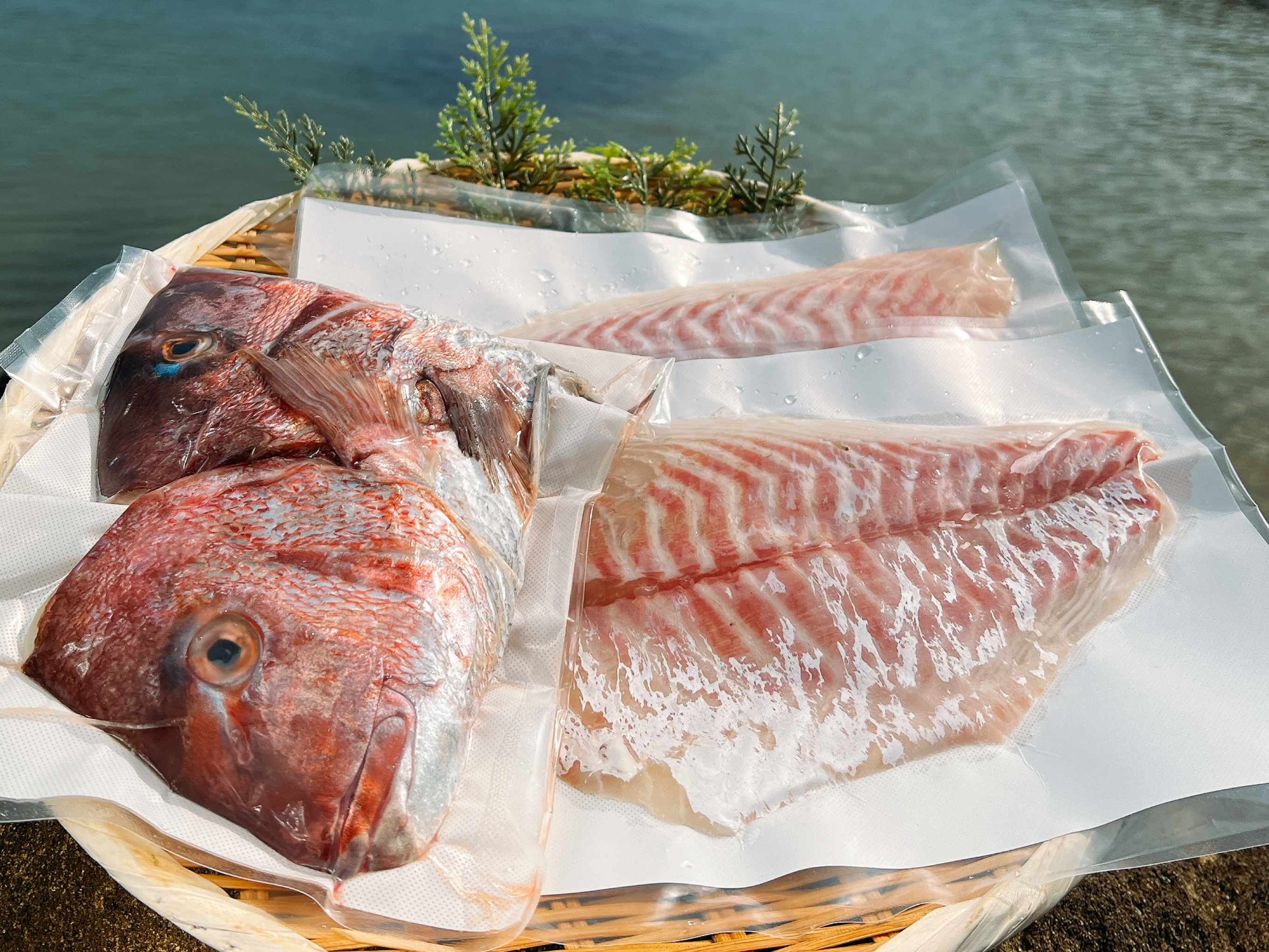 母の日ギフト】みやび鯛 生食用一尾セット ※約8～10人前 お刺身等に
