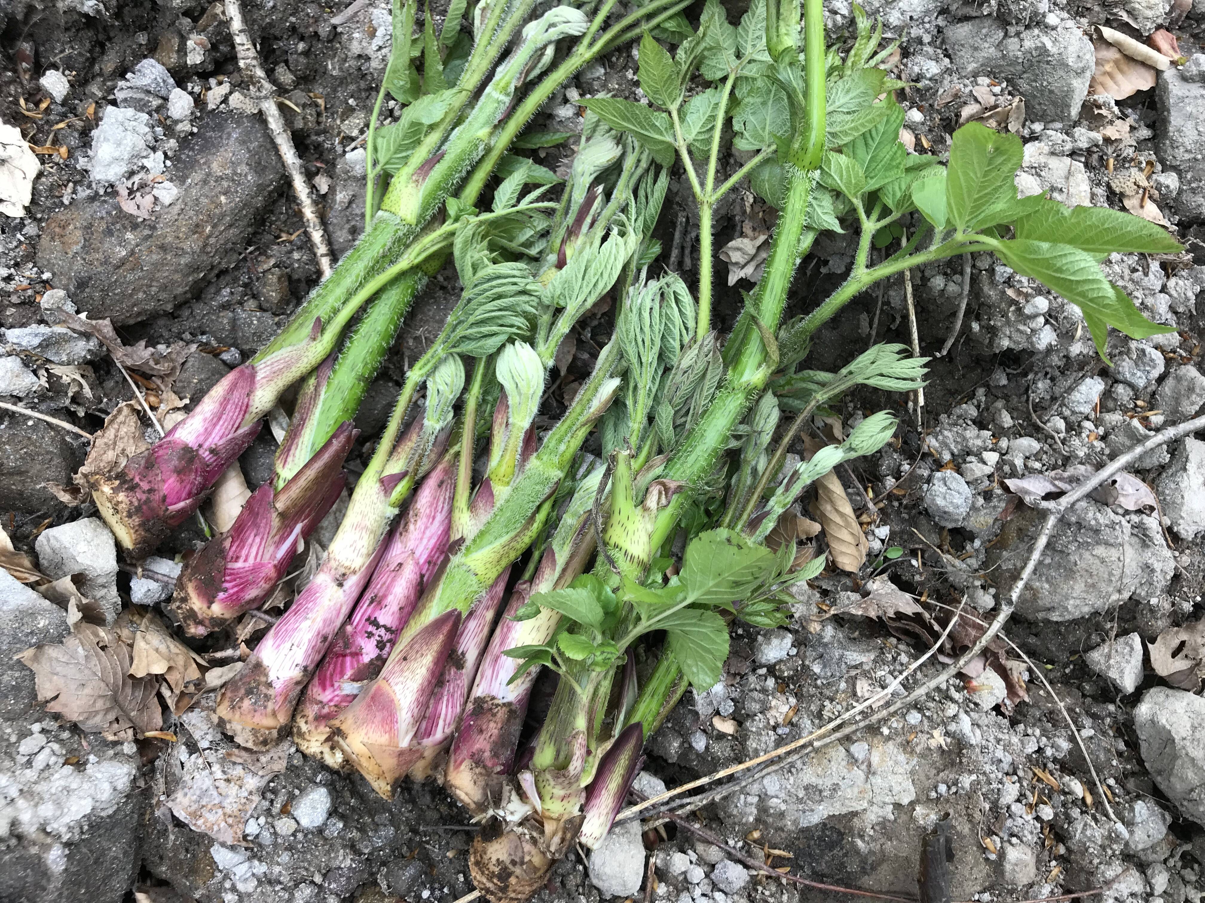 天然 山うど1.6kg＆わらび1kg セット 山形県産 天然 山ウド1kg：山形県産のウド｜食べチョク｜産地直送(産直)お