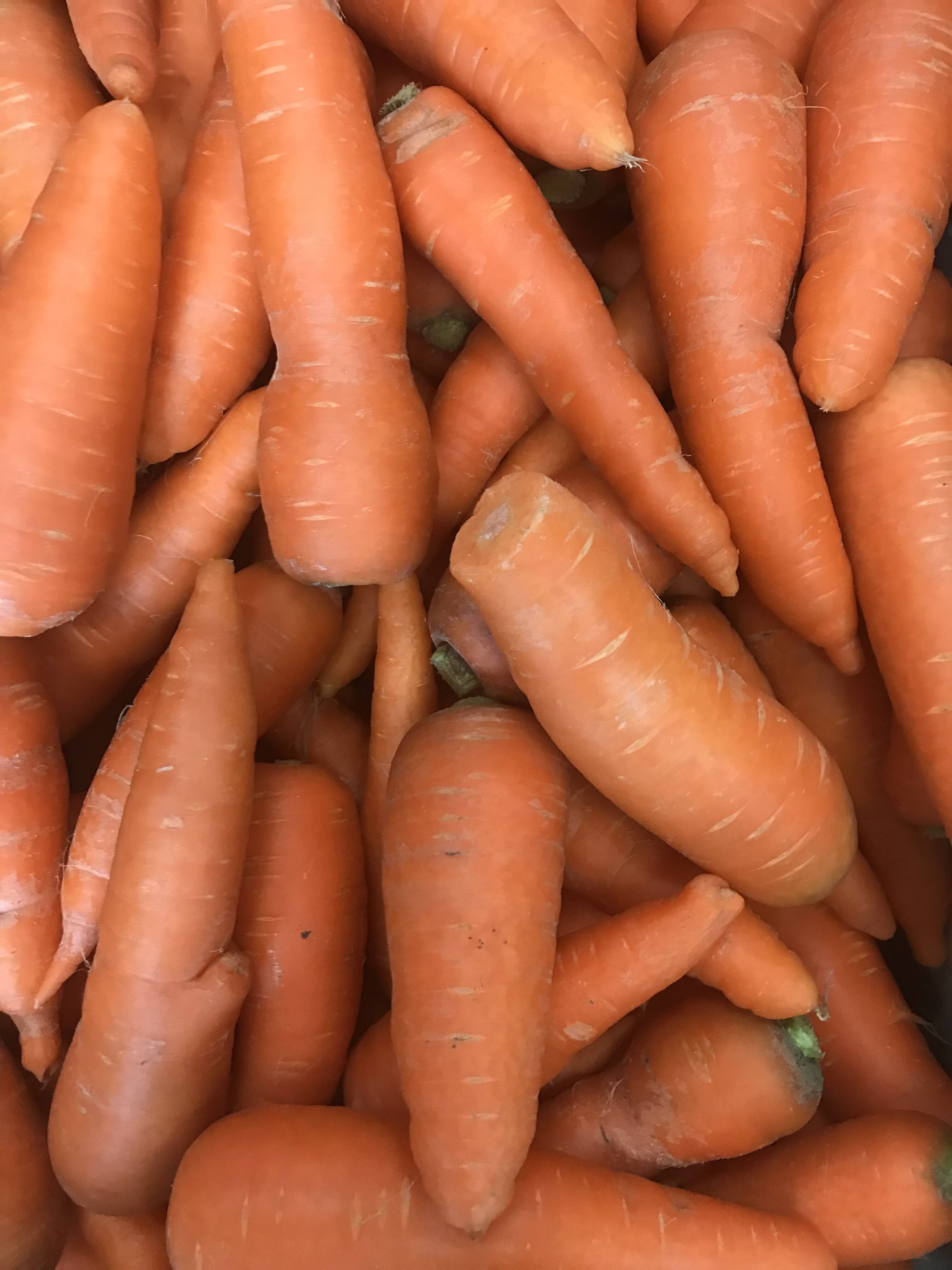 大人気❗️甘味たっぷりの人参です。】 にんじん🥕(Ｂ品4キロ)：福井県