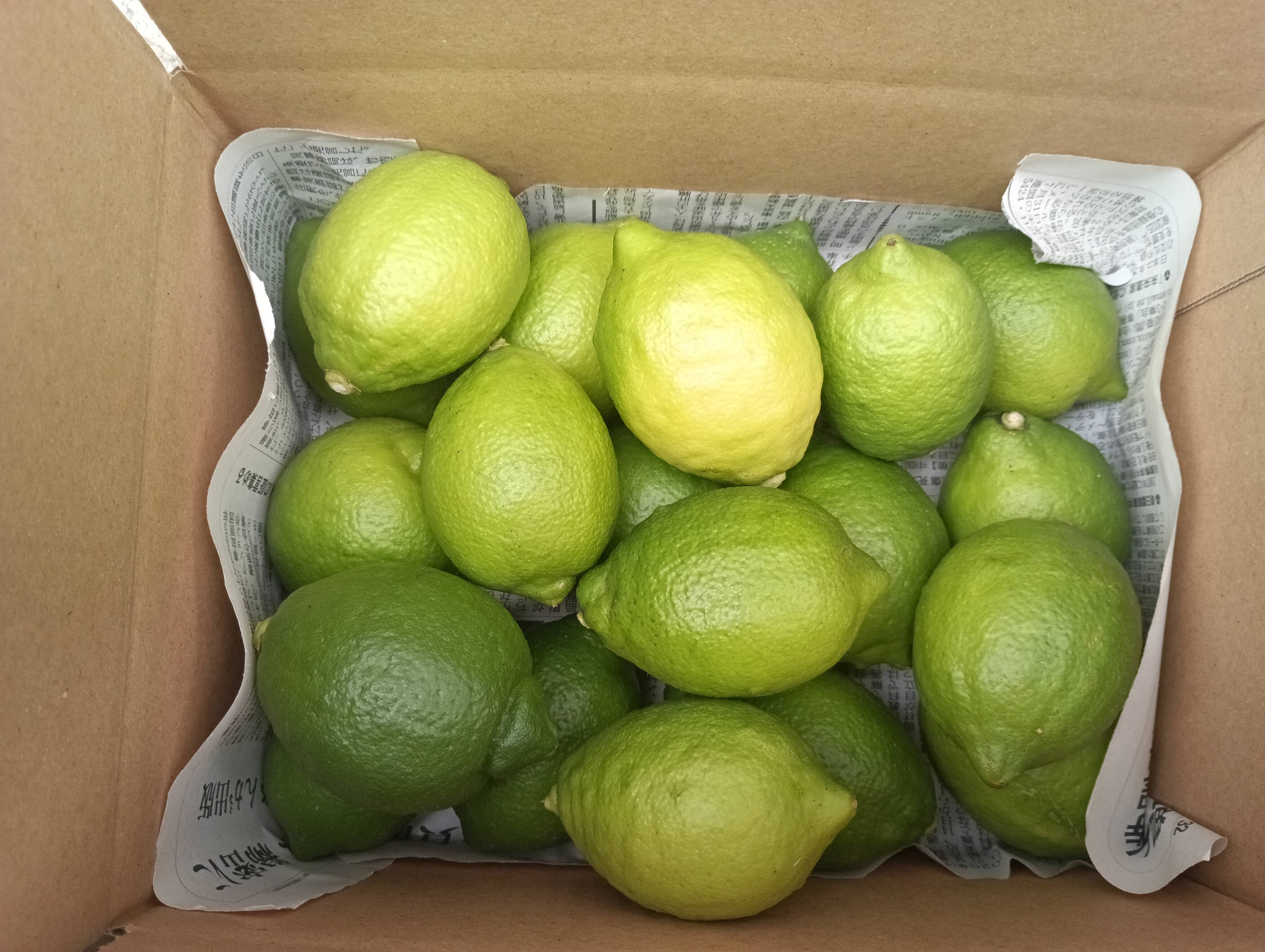 防腐剤、ワックス不使用 皮ごと使用 広島県産綺麗なレモン良品 2kg(約