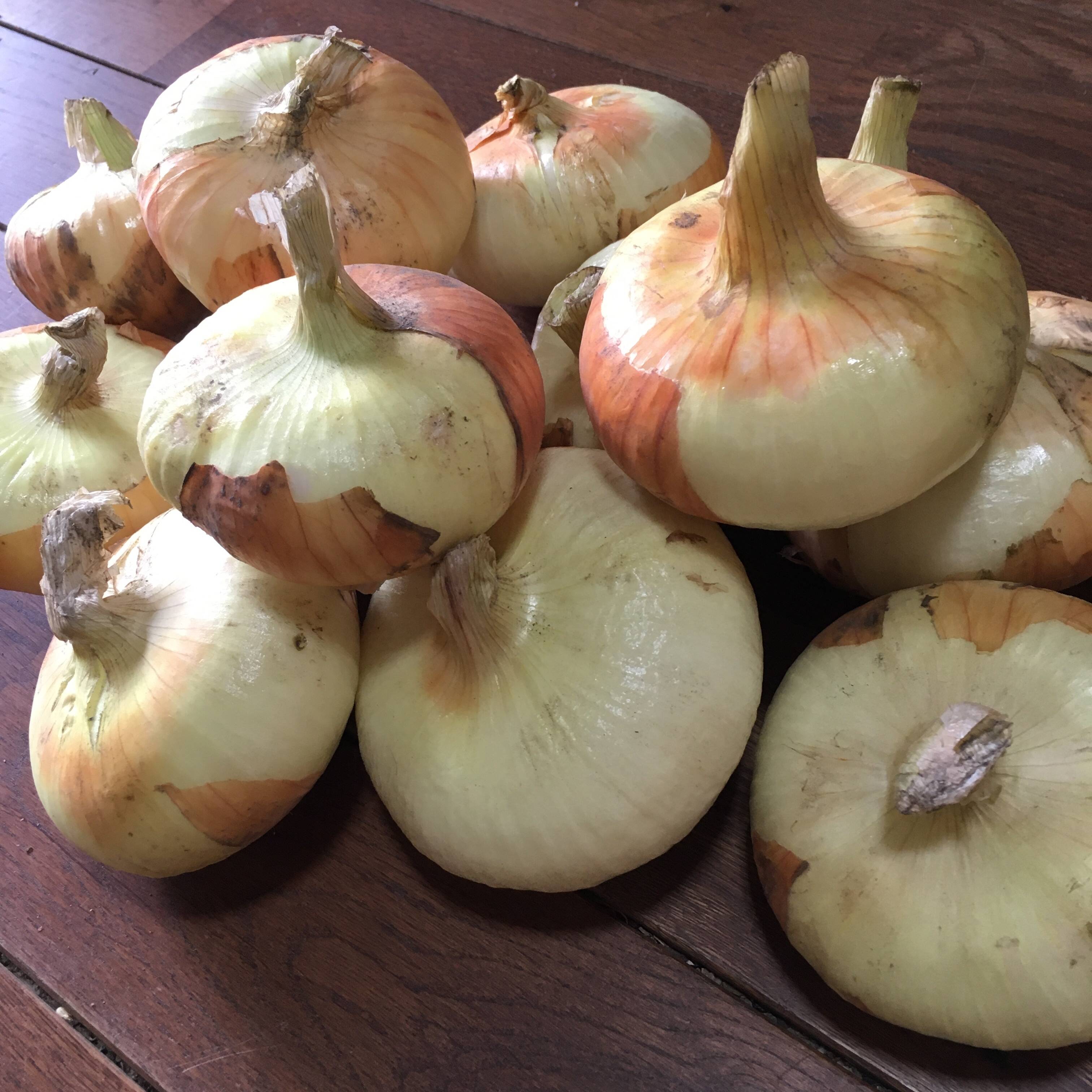 【早生】玉ねぎ苗▼貝塚早生1000本 000000084393-01-l.jpg?t=