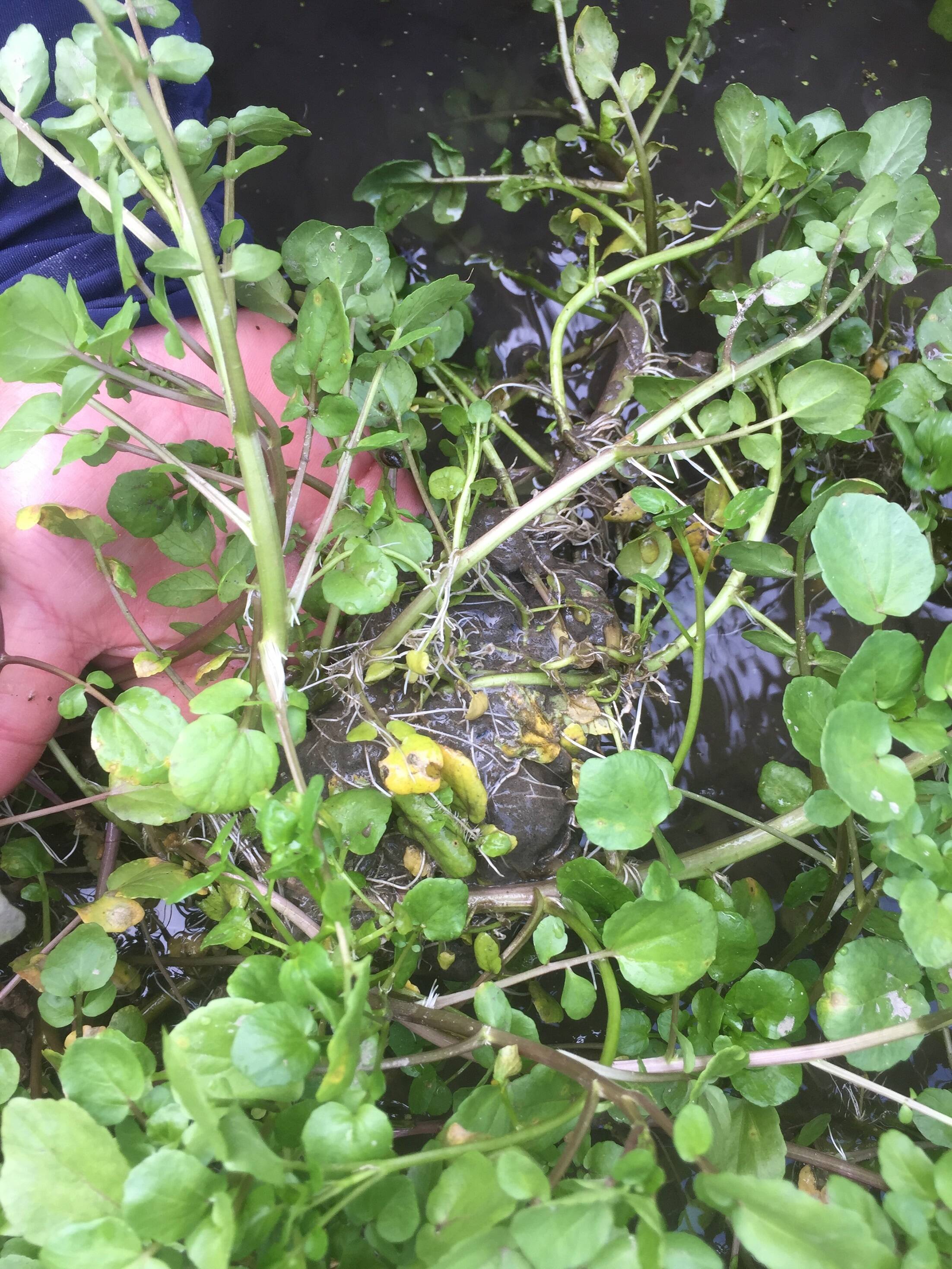 浜名湖クレソンのこだわり｜食べチョク｜産地直送(産直)お取り寄せ通販