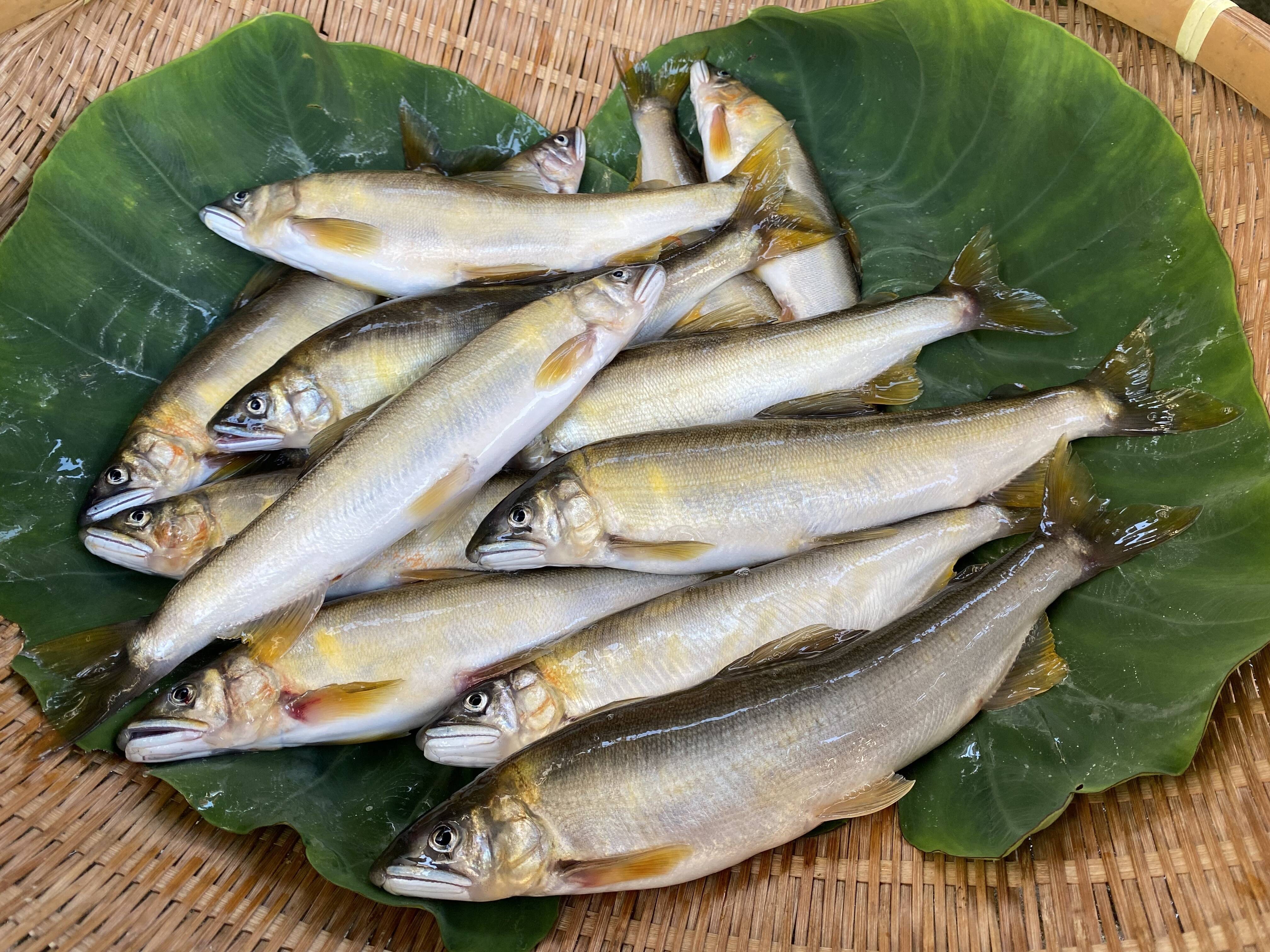 今が旬‼︎】吉野川源流域の特大天然鮎(1kg)：高知県産の鮎｜食べ