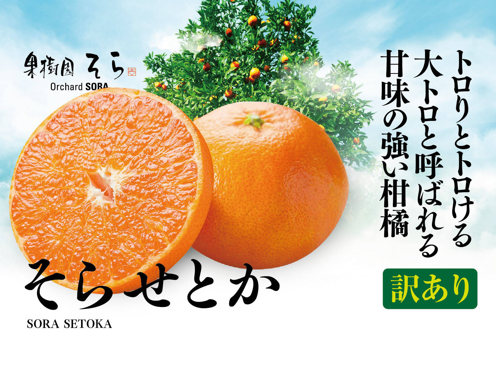 訳あり】そらせとか 天空の果樹園より極上の愛媛産せとか 5kg：愛媛県