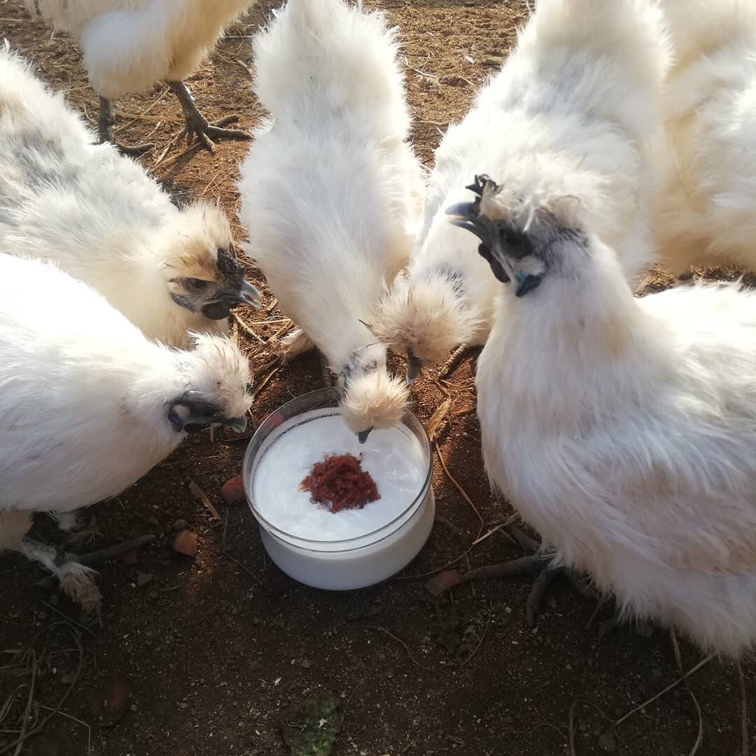 のびのび放し飼い】烏骨鶏卵10個【ストレスフリー】：茨城県産の