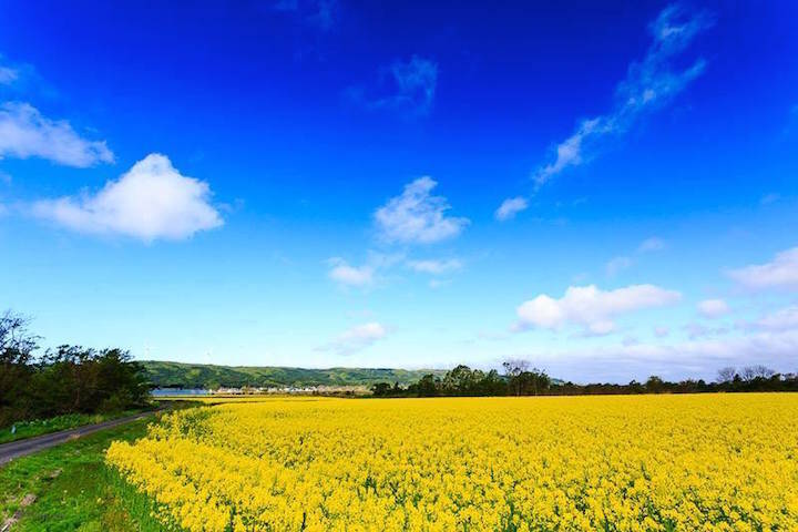 22a W新作送料無料 味比べ 菜の花油100g4本セット 北海道 菜種油 ナタネ 無濾過 無添加 無調整 生一番搾り 振って食べる エクストラバージン 上ノ国町 天の川菜の花油工房 Materialworldblog Com