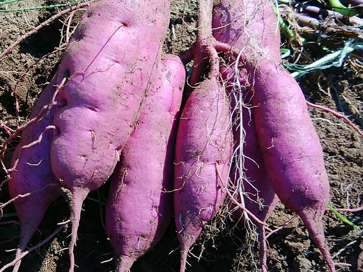 栽培期間中 農薬不使用】インスタ映えNo.1！紫いも（パープルスイート