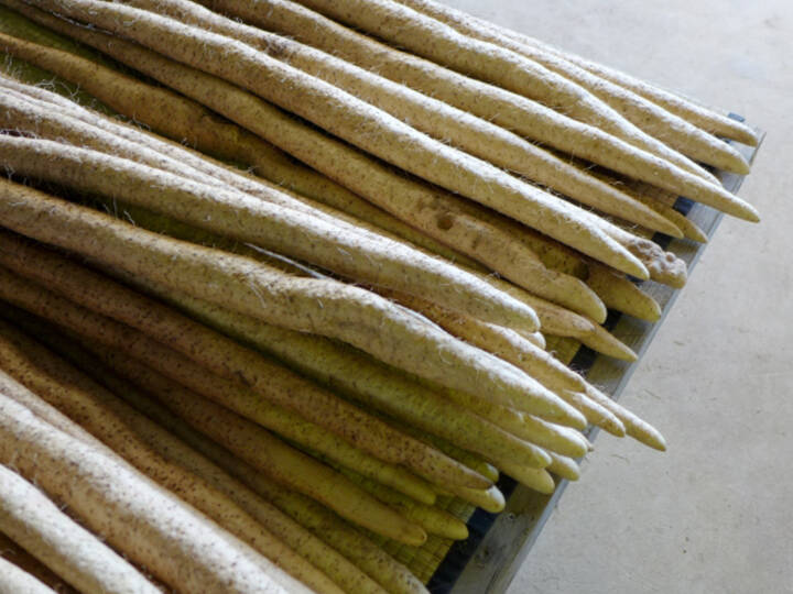 自然薯 じねんじょ 約750g 大 岩手県産 食べチョク 農家 漁師の産直ネット通販 旬の食材を生産者直送 自然薯 じねんじょ 約750g 大 岩手県産 食べチョク 農家 漁師の産直ネット通販 旬の食材を生産者直送