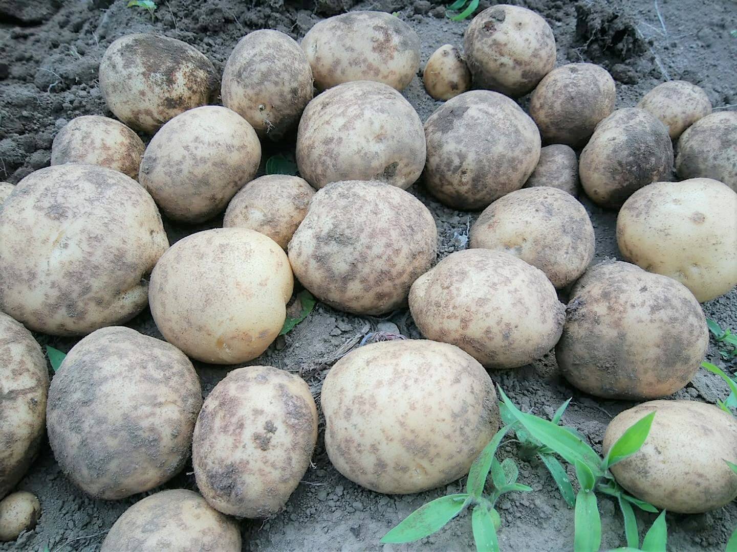 ポテサラに最適 甘みとコクのホクホクじゃが芋 デジマ 2kg 栽培期間中 肥料 農薬不使用 山梨県産のじゃがいも 食べチョク 産地直送 産直 お取り寄せ通販 農家 漁師から旬の食材を直送