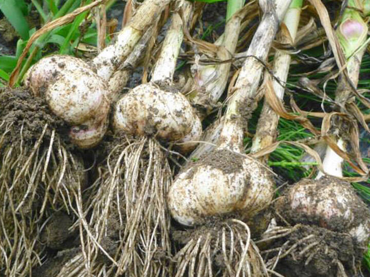 大容量令和7年度 新潟県産 ジャンボニンニク バラ 20kg 栽培期間中不使用 夏ギフト」パワフル！ジャンボニンニク1kg～農薬/化学肥料・不使用