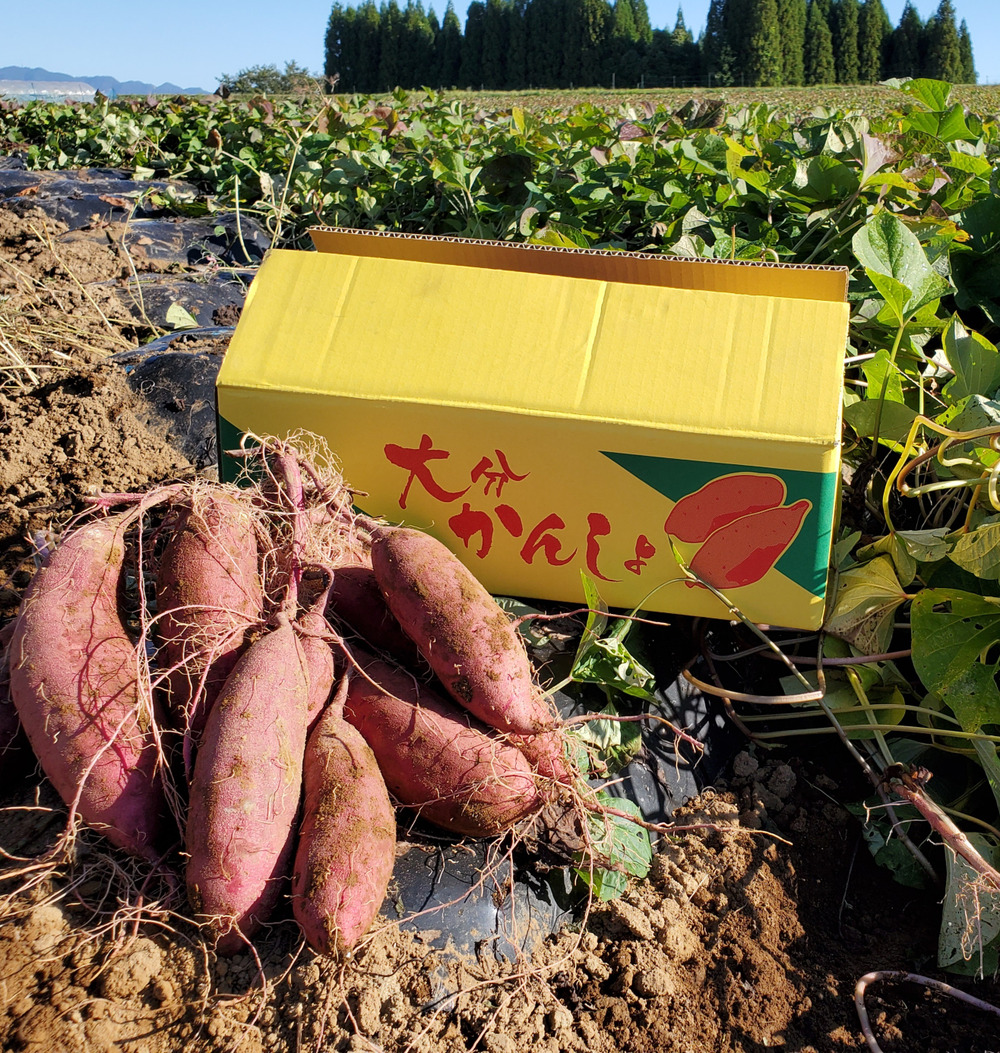 ねっとり極甘さつまいも 熟成紅はるか10kg S 2lサイズ不揃い詰め合わせ 大分県産 食べチョク 農家 漁師の産直ネット通販 旬の食材を生産者直送