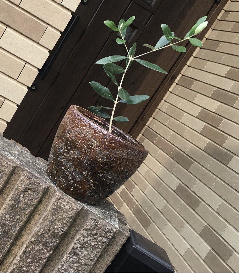 愛鷹オリーブ園へのご馳走様でした 食べチョク