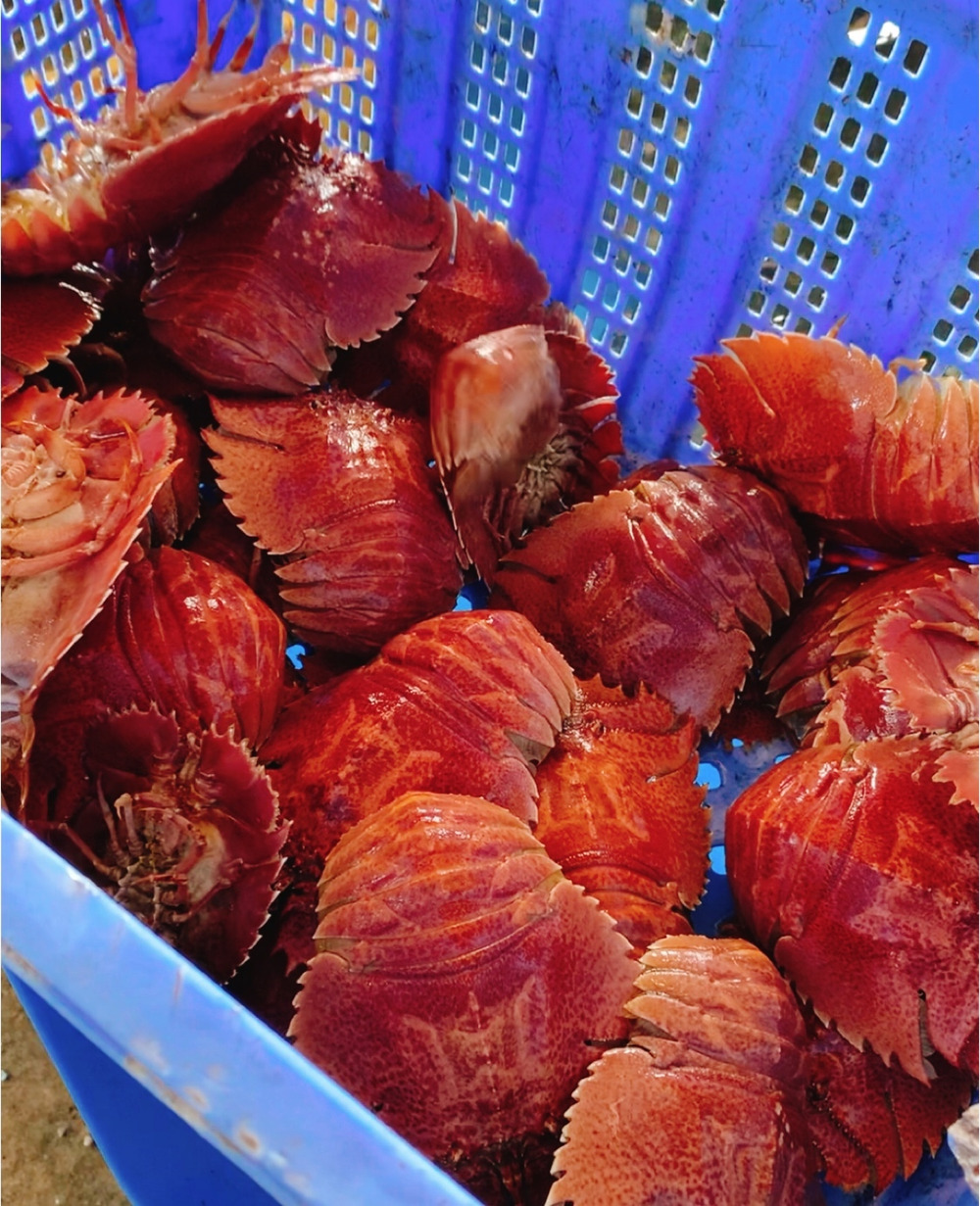 伊勢海老より美味しい 高級天然ウチワエビ 大分県産 食べチョク 農家 漁師の産直ネット通販 旬の食材を生産者直送