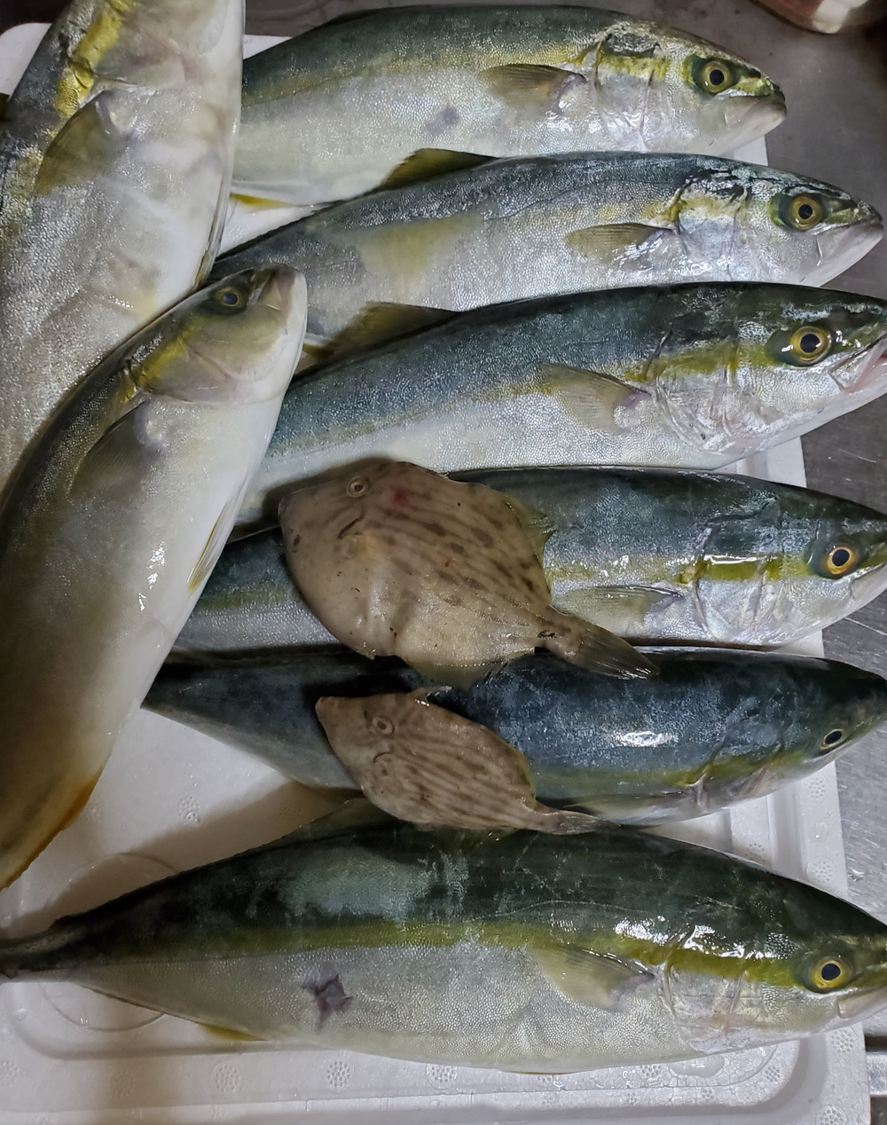 粟島定置へのご馳走様でした 食べチョク