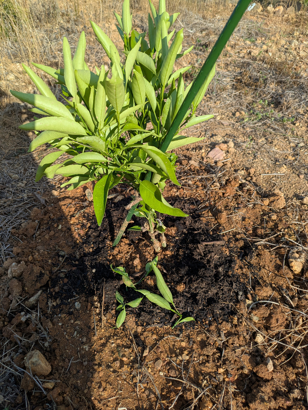 苗木を植えました｜食べチョク｜産地直送(産直)お取り寄せ通販 - 農家