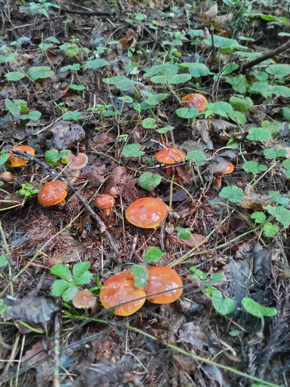 ハナイグチ 期間限定 若干数の販売します｜食べチョク｜産地直送