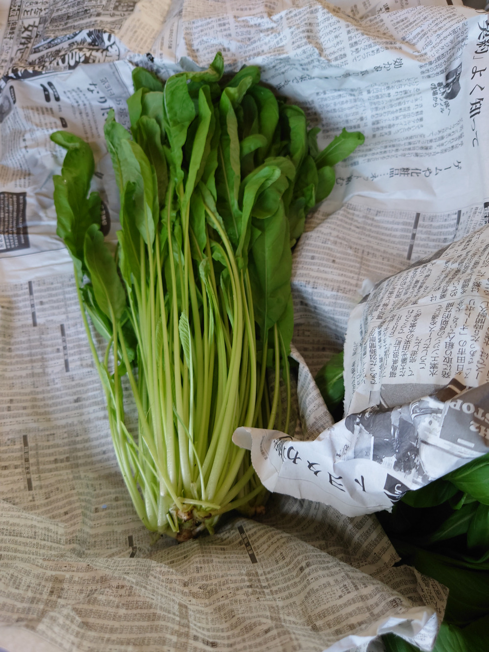 ゆうきの野菜 小松屋の投稿 食べチョク