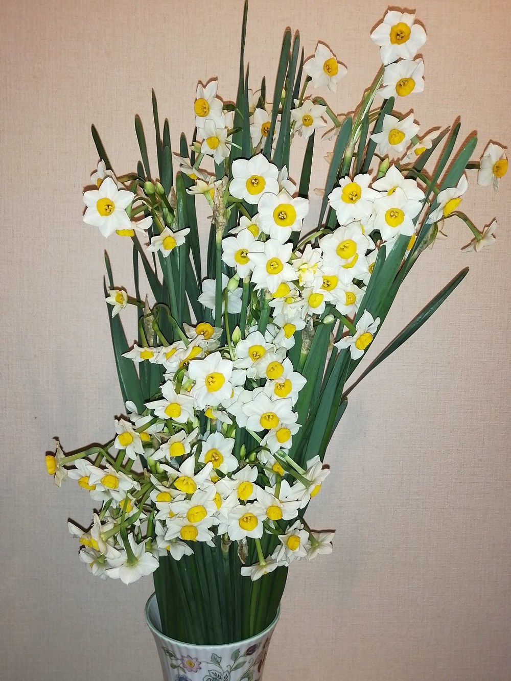 南房総の日本水仙 収穫したての清楚で気品高い香りをお届けします 千葉県産 食べチョク 農家 漁師の産直ネット通販 旬の食材を生産者直送