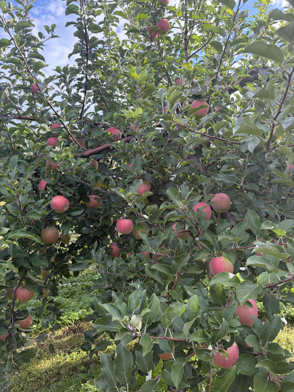 リンゴが素晴らしい🍎｜食べチョク｜産地直送(産直)お取り寄せ通販