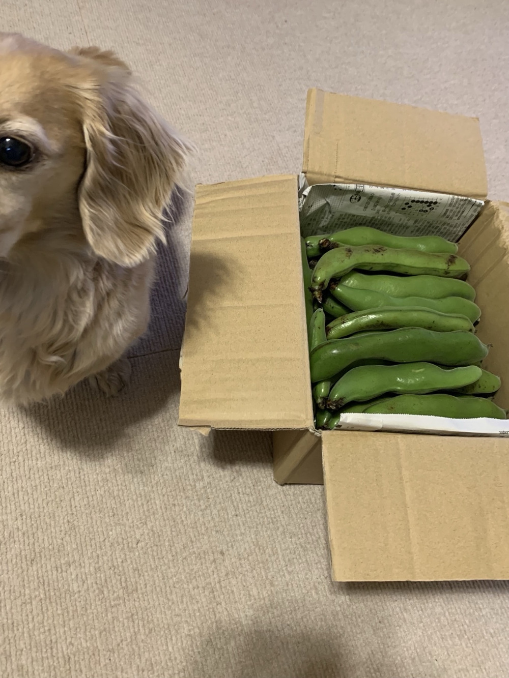 ユーファームへのご馳走様でした 食べチョク ユーファームへのご馳走様でした 食べチョク