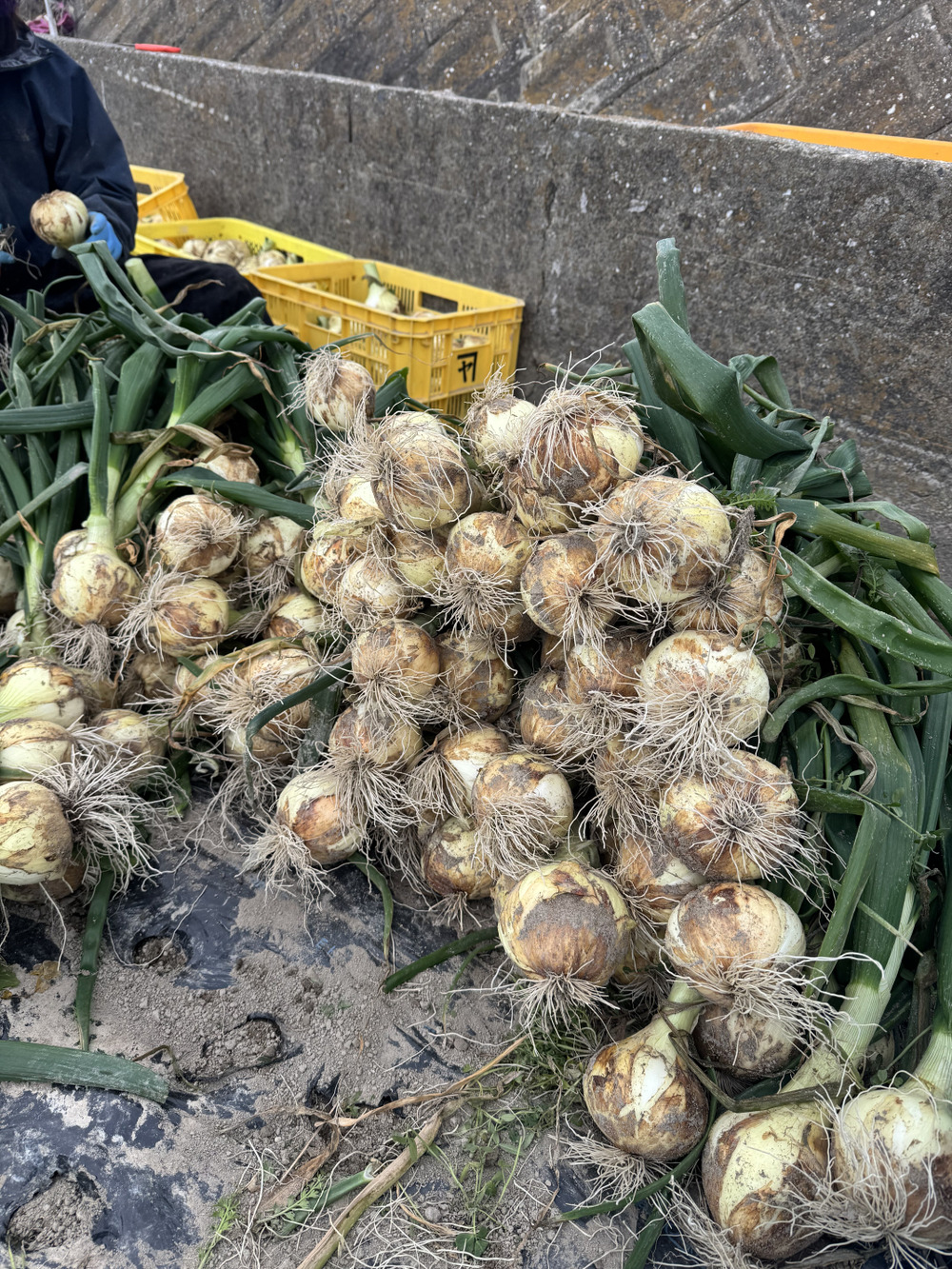 新玉ねぎ少しづつ出荷しています！｜食べチョク｜産地直送(産直