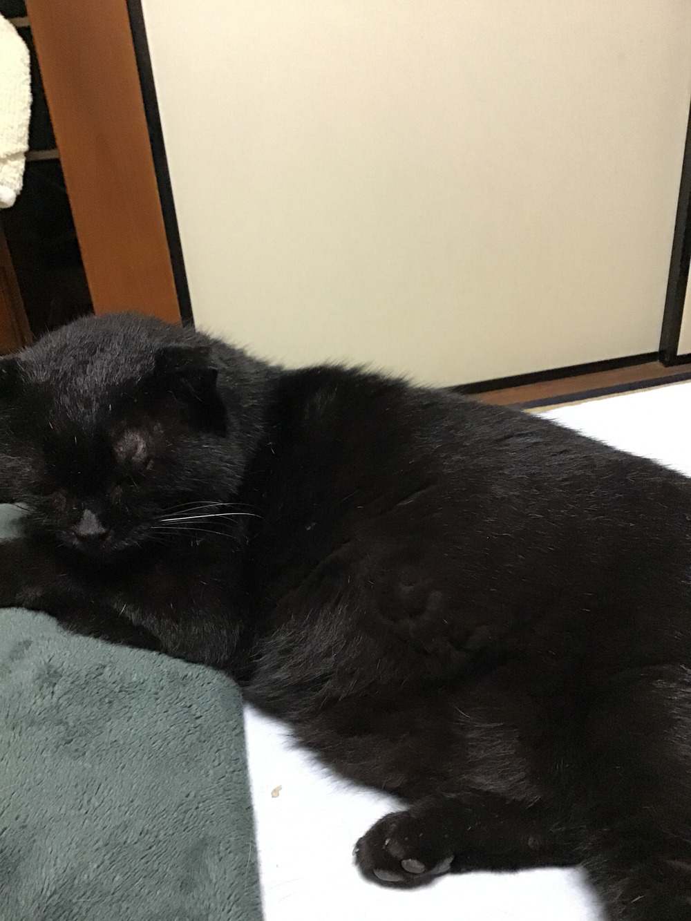 スズキねこ農園の投稿 食べチョク スズキねこ農園の投稿 食べチョク