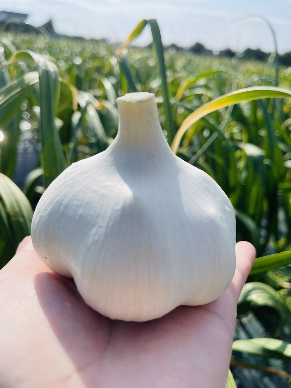 青森県産　生にんにく10Kg M 早い者勝ち Amazon.co.jp: 青森県産にんにく C品 Mサイズ 1kg : 食品・飲料