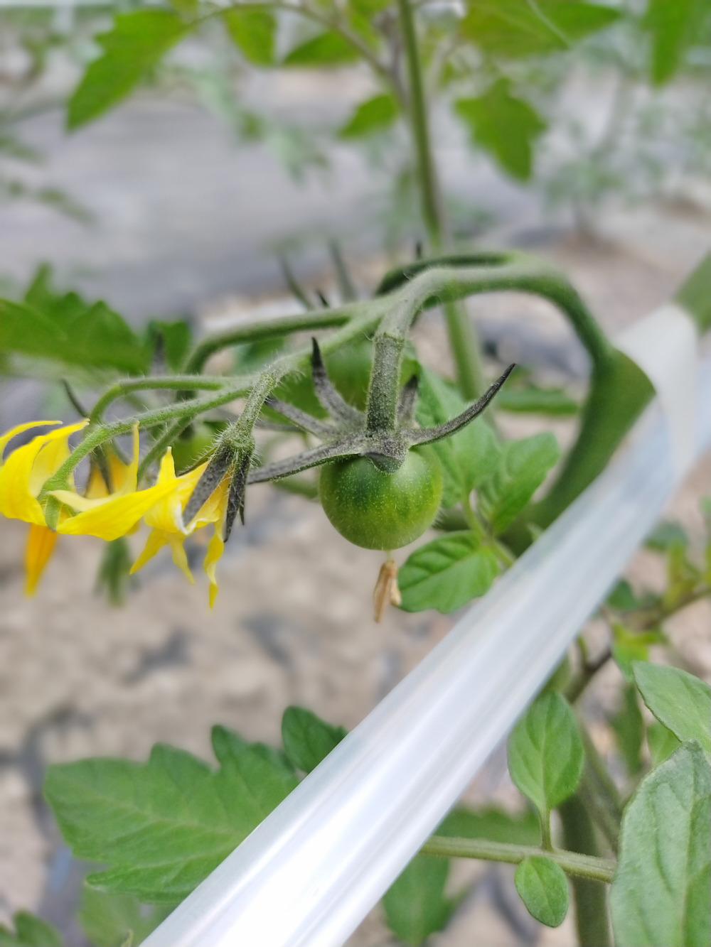 ミニトマトの花 食べチョク 産地直送 産直 お取り寄せ通販 農家 漁師から旬の食材を直送