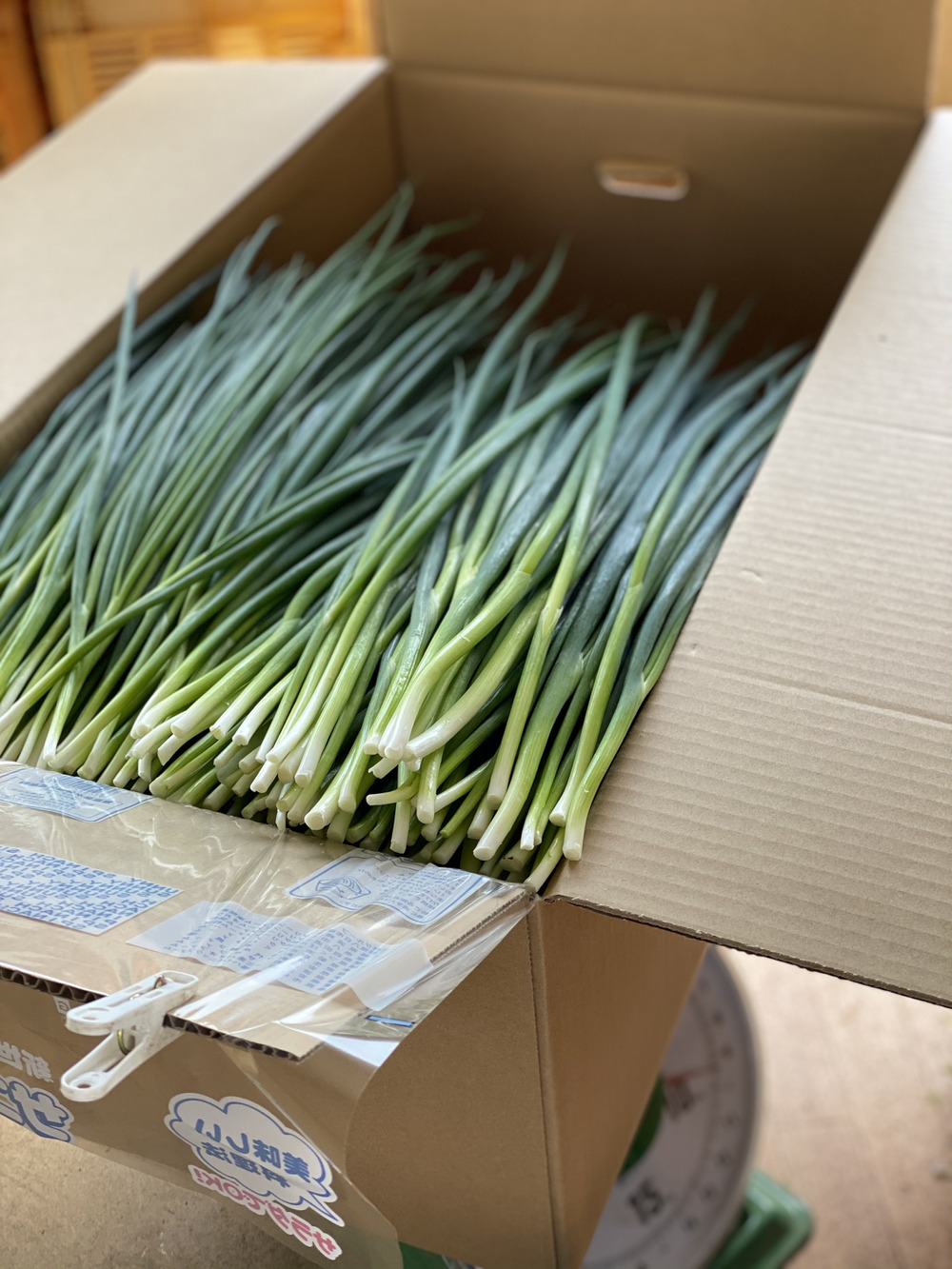 【楽ギフ_包装】 専用出品‼️ネギ4箱まとめ売り 野菜
