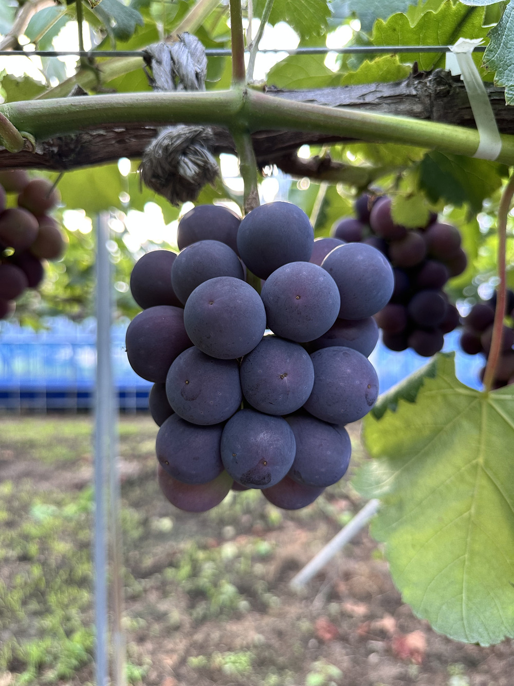 ピオーネページ 楽天市場】ピオ－ネの通販