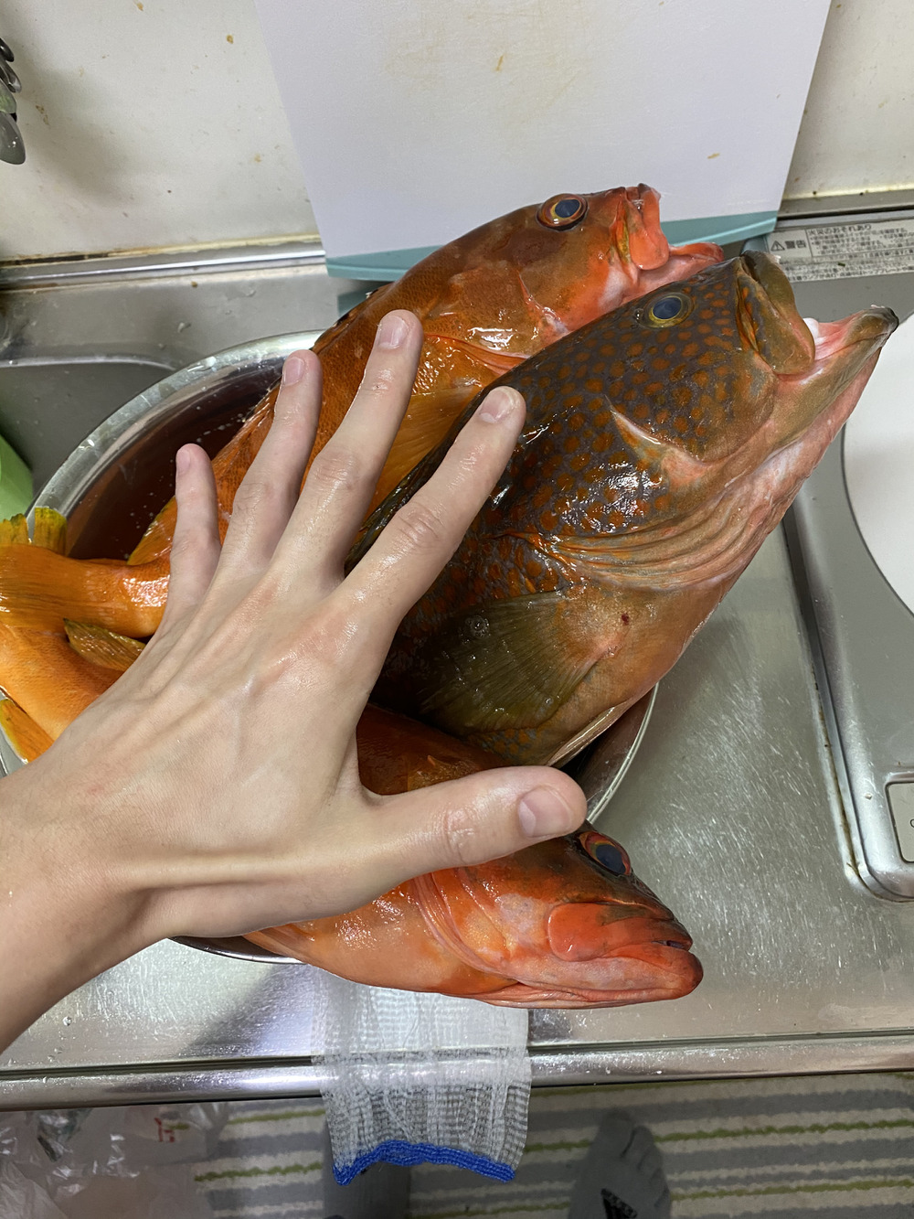 対馬の漁師直送 天然魚の投稿 食べチョク