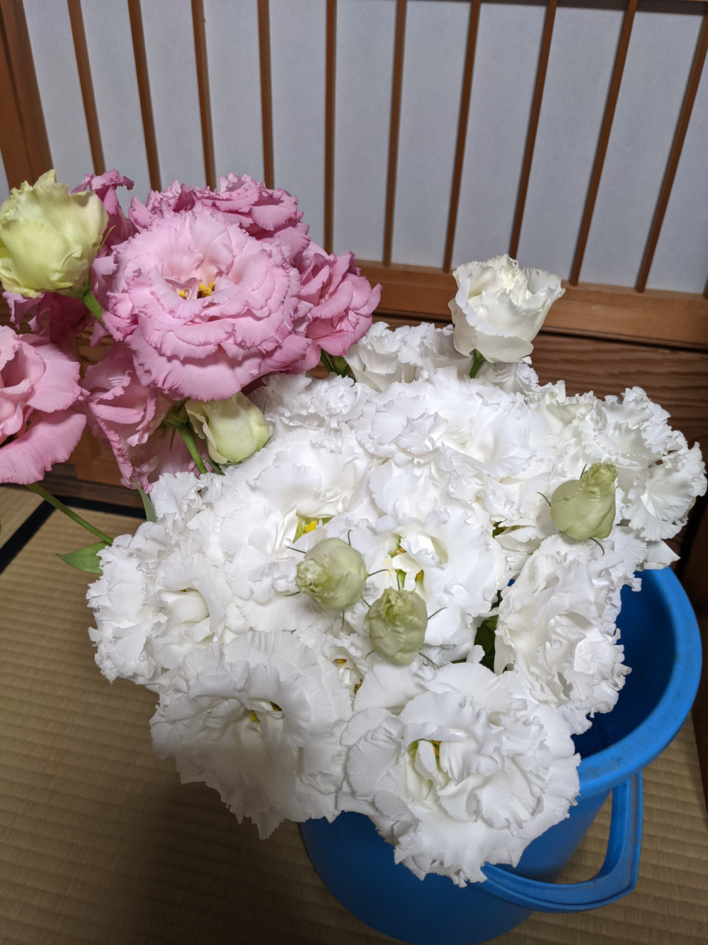 Princesstさんがスマートフォレストさんの大輪で華やか トルコキキョウ 切り花 輪束 が 届いたよ を投稿しました 食べチョク