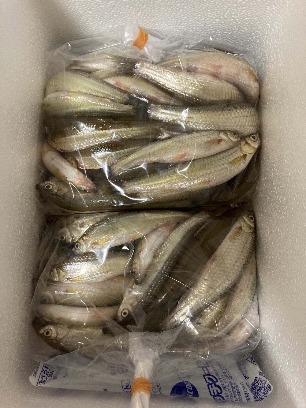 にんじん さんが俊弥水産さんのホンモロコ 天然琵琶湖産 大容量1kg入の 作ったよ を投稿しました 食べチョク