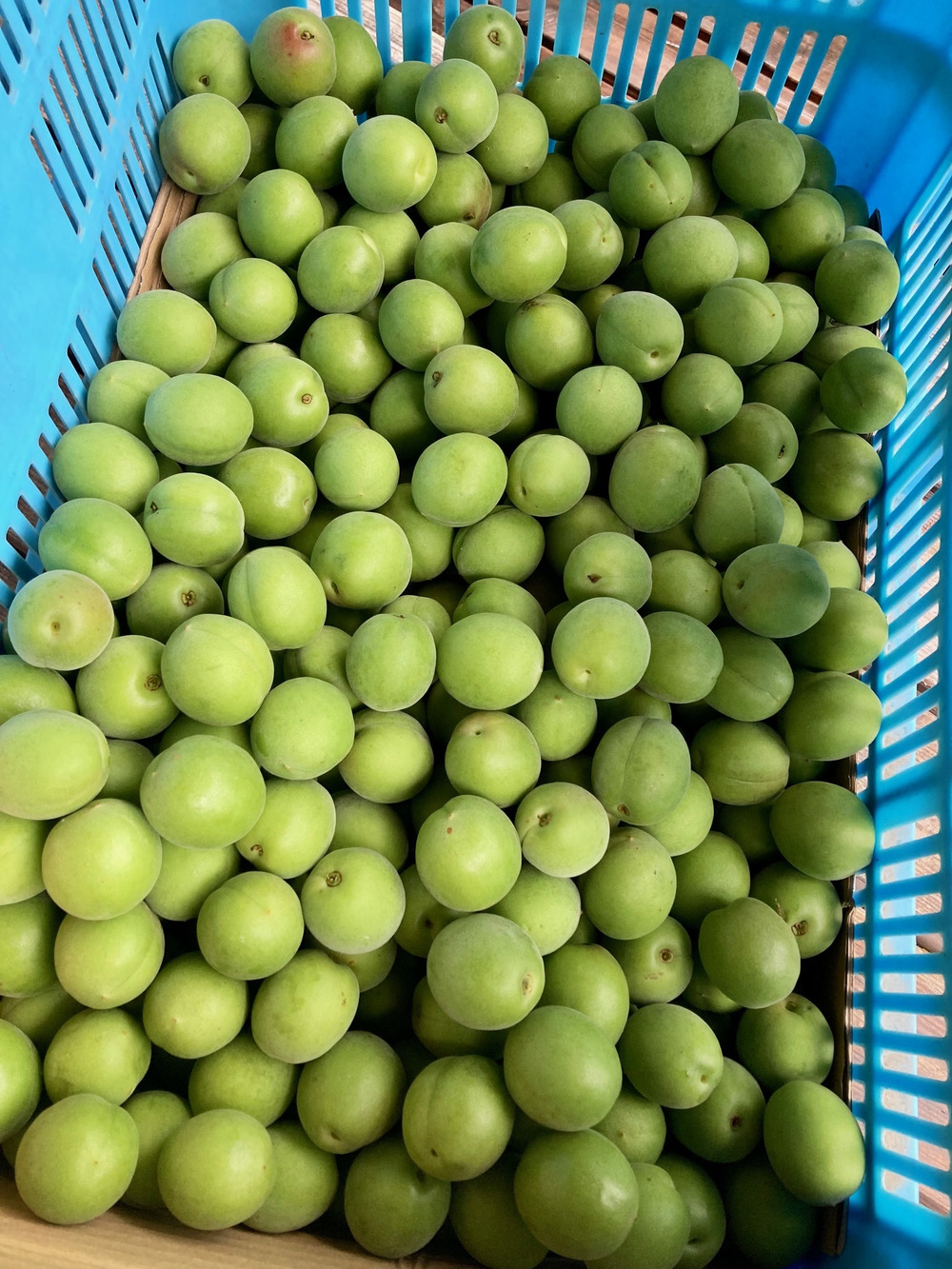 青梅の収穫・出荷がはじまりました。｜食べチョク｜産地直送(産直)お
