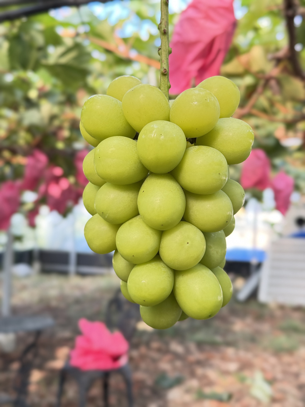 Nini farm人気品種【オーロラブラック】🍇｜食べチョク｜産地直送(産直