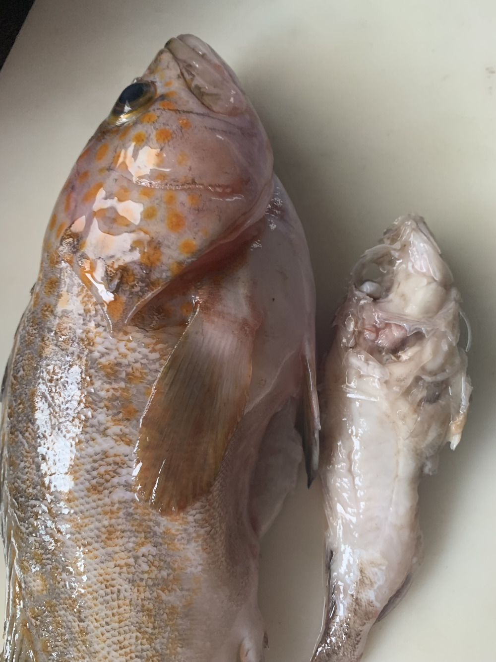Kanisan55さんが三浦水産さんの新商品 幻の魚 アコウ キジハタ 500 700ℊ前後 2匹 7 4発送が 届いたよ を投稿しました 食べチョク Kanisan55さんが三浦水産さんの新商品 幻の魚 アコウ キジハタ 500 700ℊ前後 2匹 7 4発送が 届いたよ を投稿しました 食べチョク