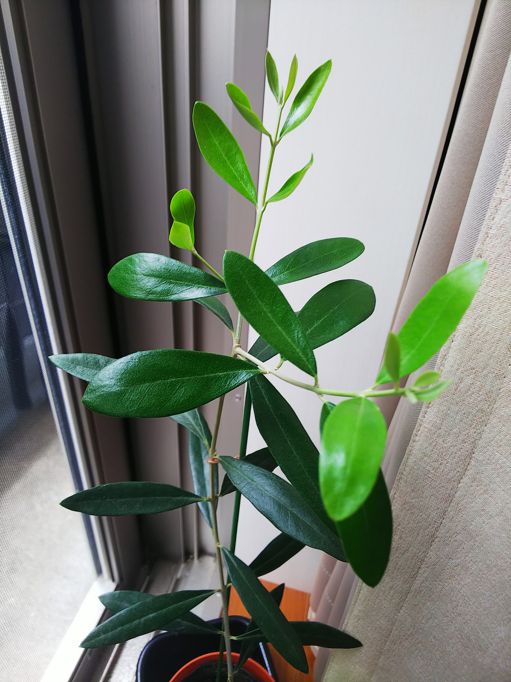 愛鷹オリーブ園へのご馳走様でした 食べチョク