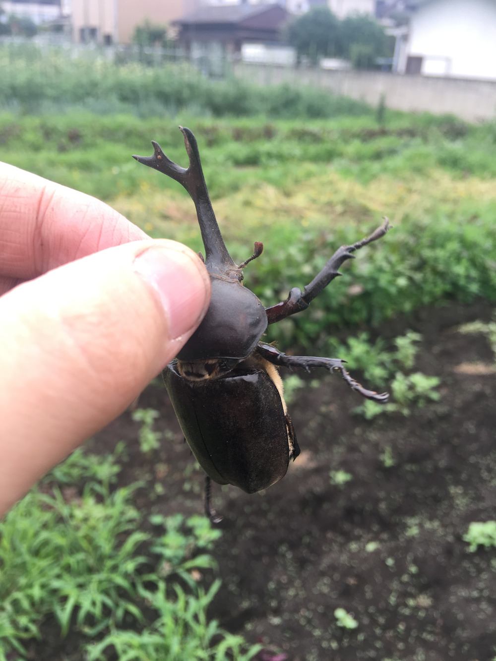 東京の三鷹ですが 食べチョク 産地直送 産直 お取り寄せ通販 農家 漁師から旬の食材を直送