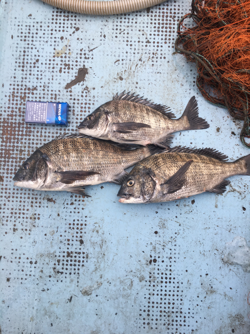 ブラックダイヤモンド黒鯛 チヌ 3匹 45cm 香川県産 食べチョク 農家 漁師の産直ネット通販 旬の食材を生産者直送